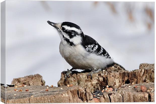 Downy Woodpecker Canvas Print by Elaine Manley