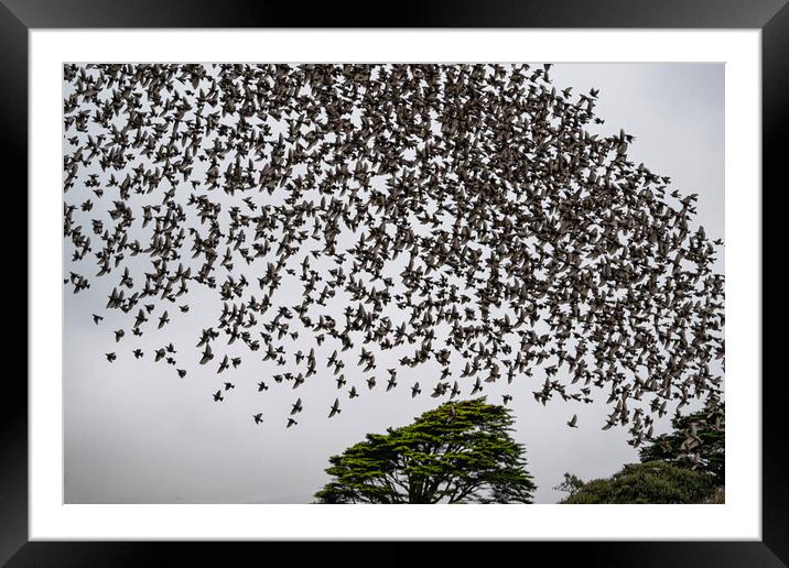 Cornwall Starling Murmuration Framed Mounted Print by kathy white