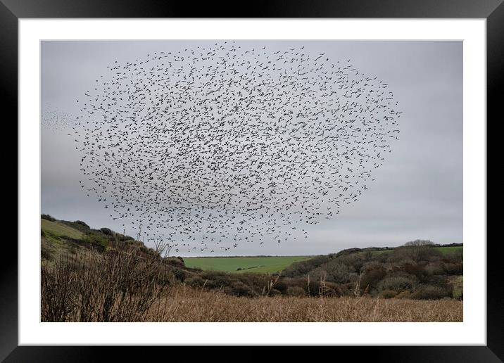 Starling Murmuration Nature Picture Framed Mounted Print by kathy white