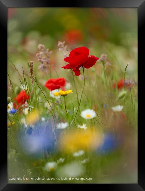 Poppy Flowers Cotswolds Gloucetershire UK Framed Print by Simon Johnson