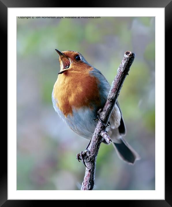 European Robin Redbreast Perched Framed Mounted Print by Tom McPherson