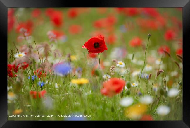 Poppy Flowers Cotswolds Nature Framed Print by Simon Johnson