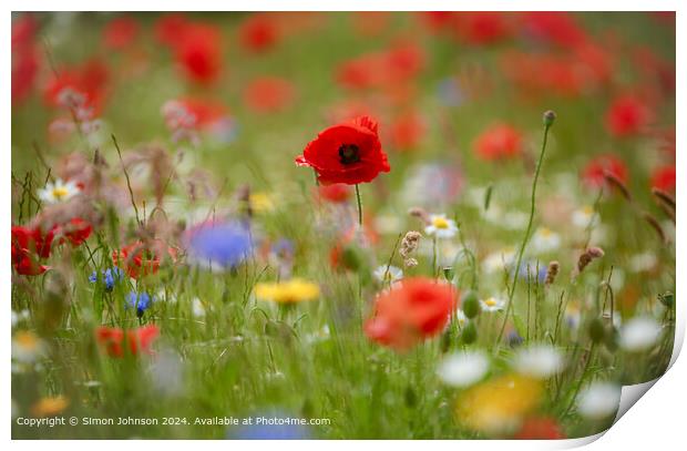 Poppy Flowers Cotswolds Nature Print by Simon Johnson
