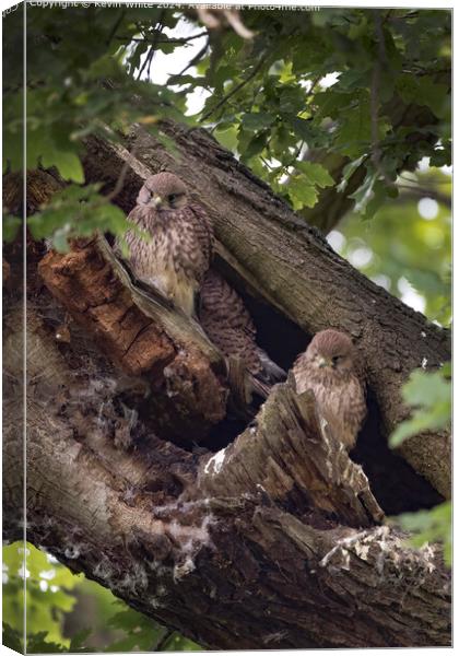 Fledgling Kestrels Perched Canvas Print by Kevin White