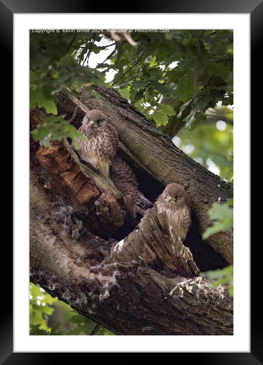 Fledgling Kestrels Perched Framed Mounted Print by Kevin White