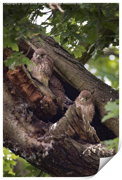 Fledgling Kestrels Perched Print by Kevin White