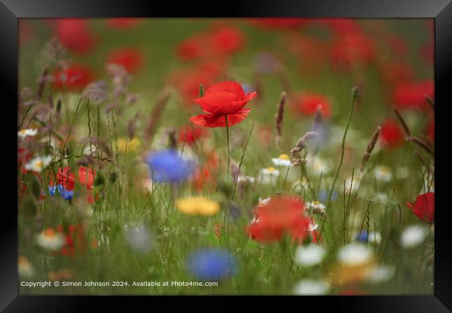 Poppy Flowers Cotswolds Gloucetershire Framed Print by Simon Johnson