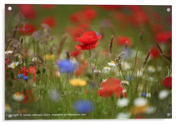 Poppy Flowers Cotswolds Gloucetershire Acrylic by Simon Johnson