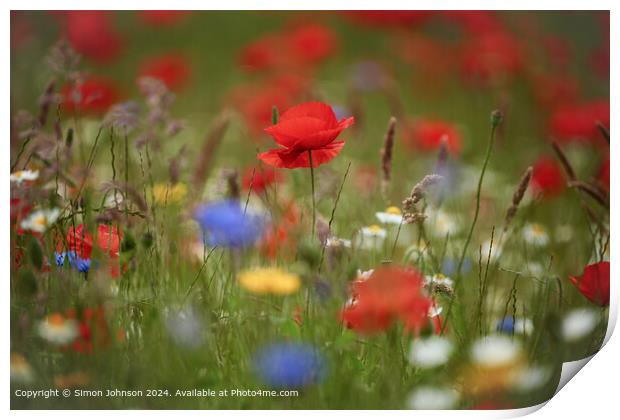 Poppy Flowers Cotswolds Gloucetershire Print by Simon Johnson