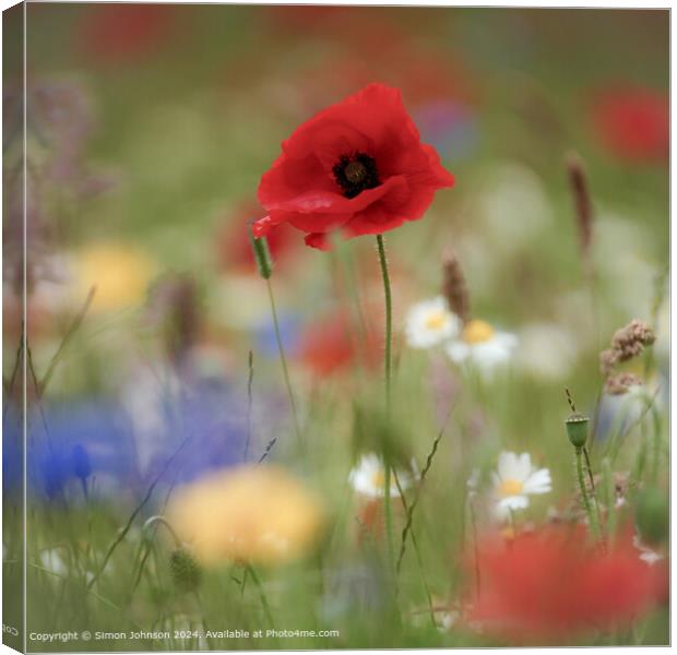 Poppy Flowers Cotswolds Sunlit Canvas Print by Simon Johnson