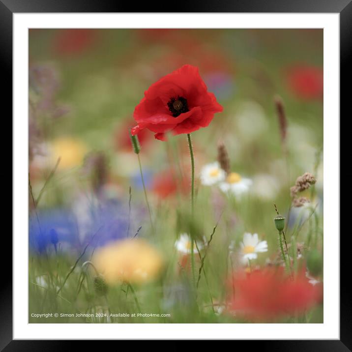 Poppy Flowers Cotswolds Sunlit Framed Mounted Print by Simon Johnson