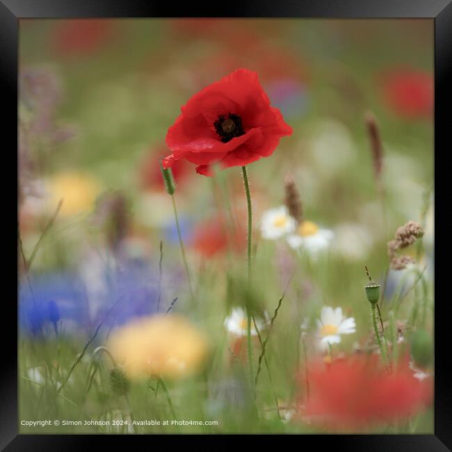 Poppy Flowers Cotswolds Sunlit Framed Print by Simon Johnson