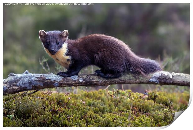 European Pine Marten Scotland Print by Tom McPherson