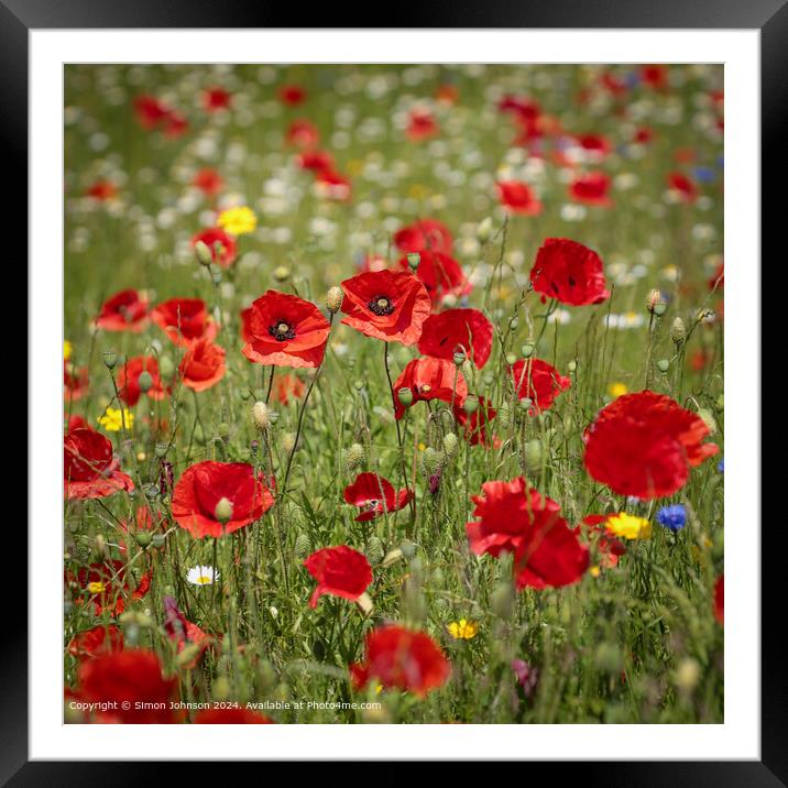  Smiling Poppies Framed Mounted Print by Simon Johnson