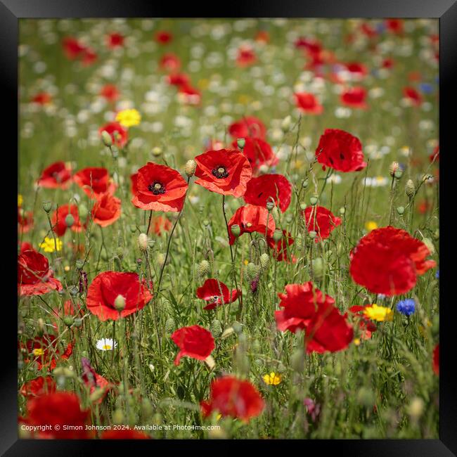  Smiling Poppies Framed Print by Simon Johnson