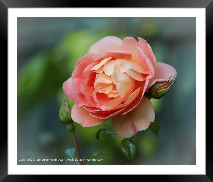 Orange Rose Close-Up  Framed Mounted Print by Simon Johnson