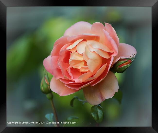 Orange Rose Close-Up  Framed Print by Simon Johnson