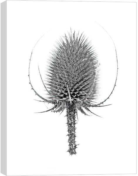 Teasel Head Monochrome  Canvas Print by Kevin Wailes