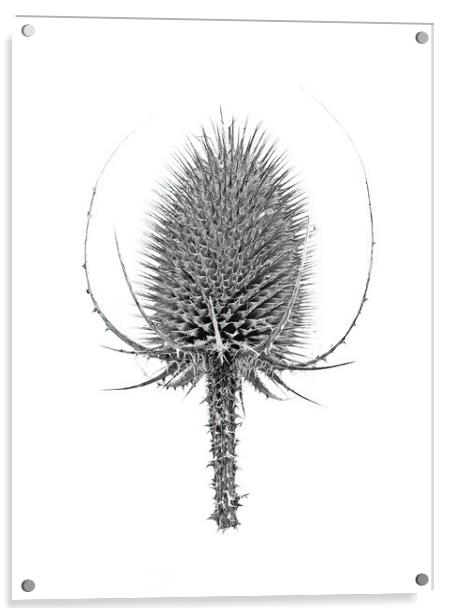 Teasel Head Monochrome  Acrylic by Kevin Wailes