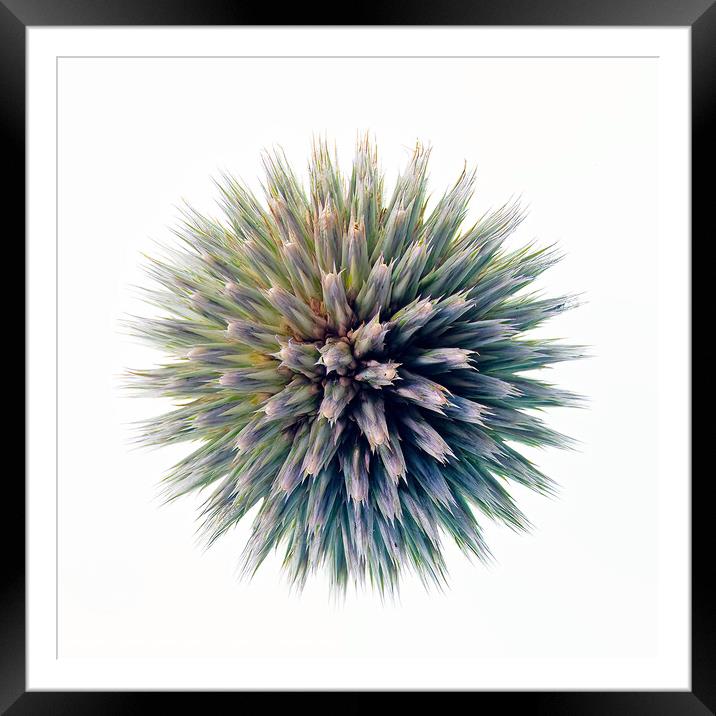 Echinops Framed Mounted Print by Kevin Wailes