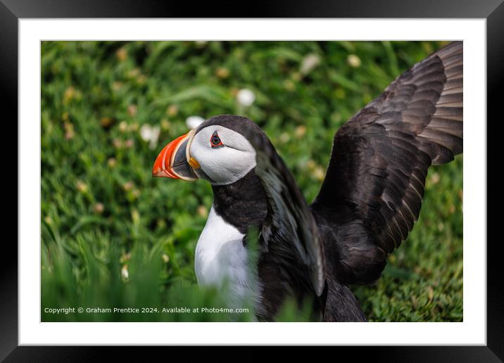 Colourful Atlantic Puffin Stretching Wings Framed Mounted Print by Graham Prentice