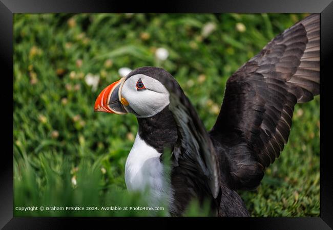 Colourful Atlantic Puffin Stretching Wings Framed Print by Graham Prentice