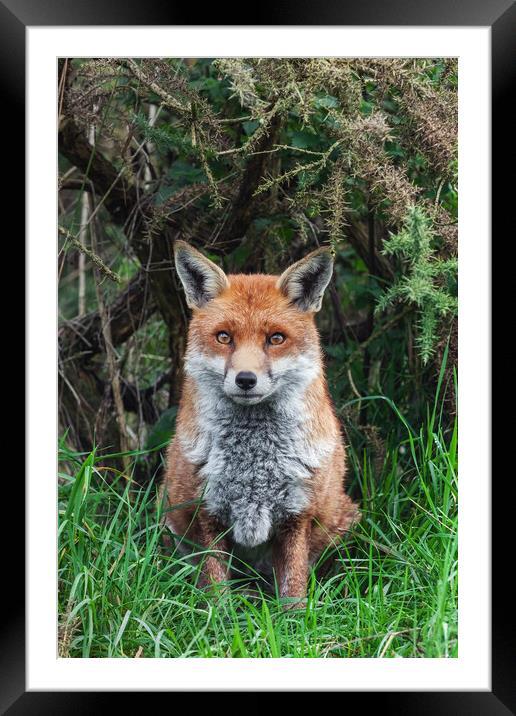 Beautiful Red Fox on guard duty Framed Mounted Print by Ian Duffield