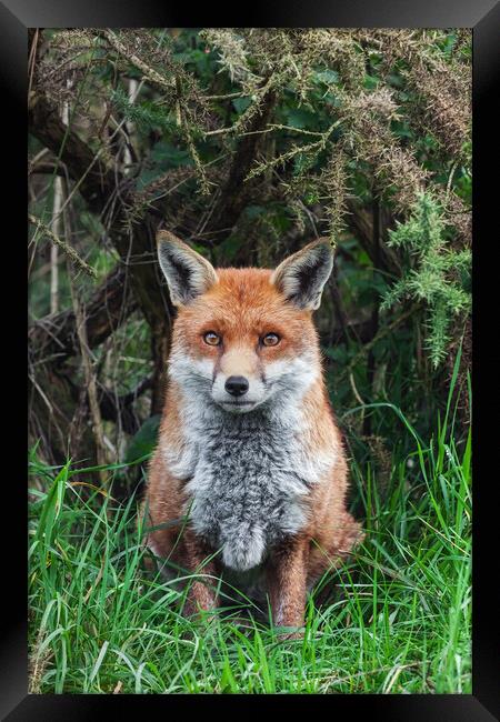 Beautiful Red Fox on guard duty Framed Print by Ian Duffield