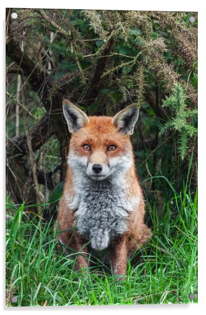 Beautiful Red Fox on guard duty Acrylic by Ian Duffield