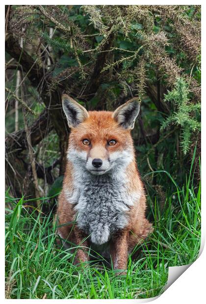 Beautiful Red Fox on guard duty Print by Ian Duffield