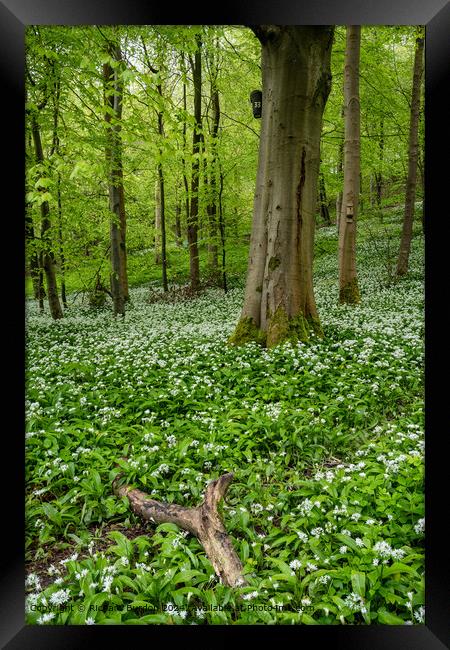 Wild Garlic in Millington Woods Framed Print by Richard Burdon