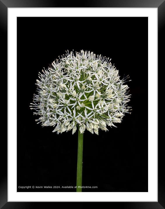 White allium Framed Mounted Print by Kevin Wailes