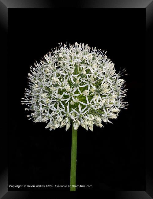 White allium Framed Print by Kevin Wailes