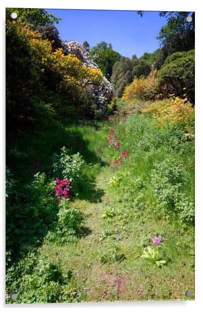 Flowers, Track, English Garden: Colour Flora Acrylic by John Gilham