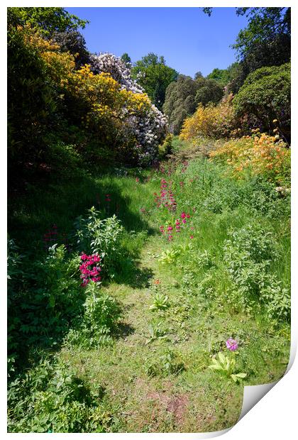 Flowers, Track, English Garden: Colour Flora Print by John Gilham