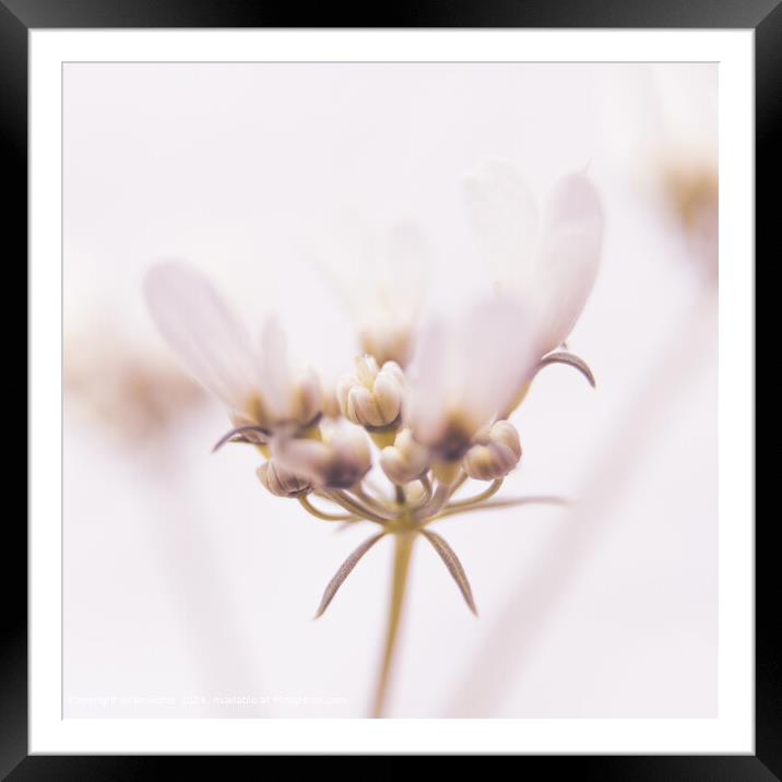 Tiny Coriander Flower  High Key Macro Framed Mounted Print by Imladris 