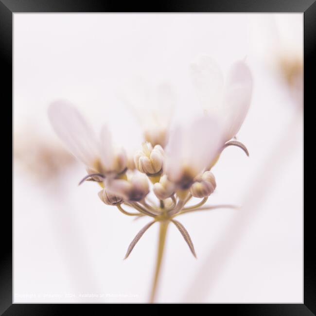 Tiny Coriander Flower  High Key Macro Framed Print by Imladris 