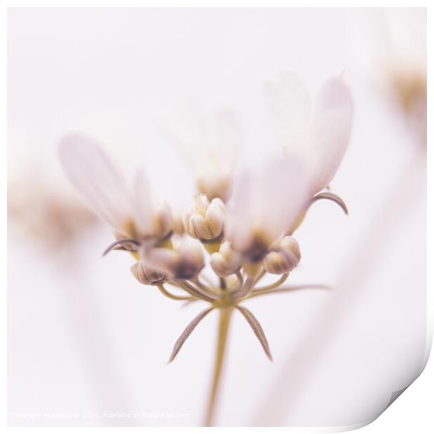 Tiny Coriander Flower  High Key Macro Print by Imladris 