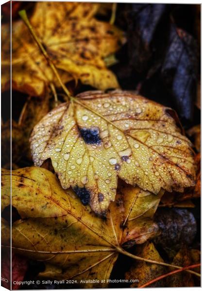 Raindrops on autumn leaves. Canvas Print by Sally Ryall