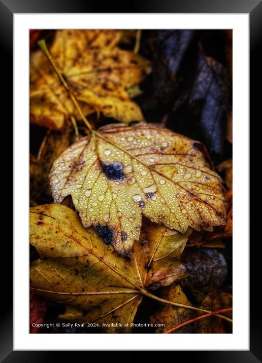 Raindrops on autumn leaves. Framed Mounted Print by Sally Ryall
