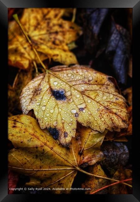 Raindrops on autumn leaves. Framed Print by Sally Ryall