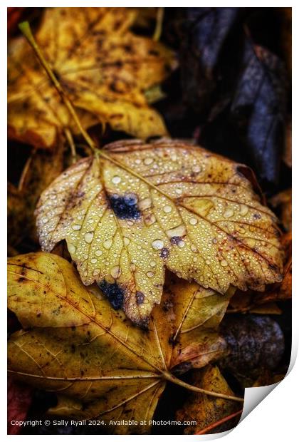Raindrops on autumn leaves. Print by Sally Ryall