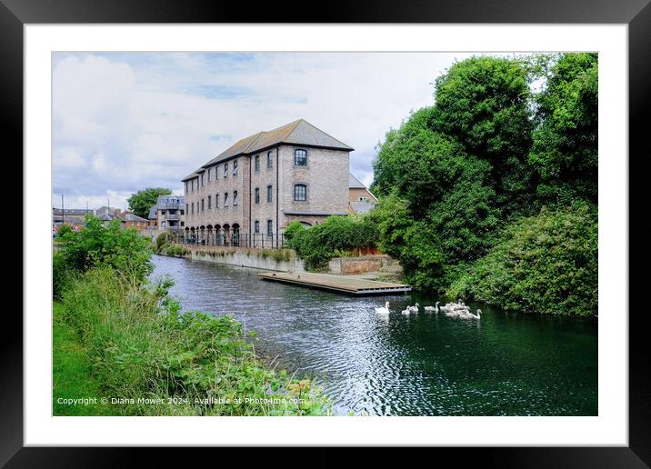 Chichester Canal Swans   Framed Mounted Print by Diana Mower