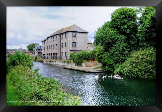 Chichester Canal Swans   Framed Print by Diana Mower