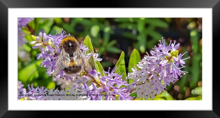 Close-Up of a buff-tailed Bumblebee on Hebe 'blue  Framed Mounted Print by Debra Marie Muston