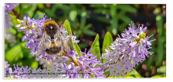 Close-Up of a buff-tailed Bumblebee on Hebe 'blue  Acrylic by Debra Marie Muston