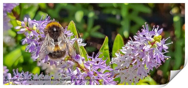 Close-Up of a buff-tailed Bumblebee on Hebe 'blue  Print by Debra Marie Muston