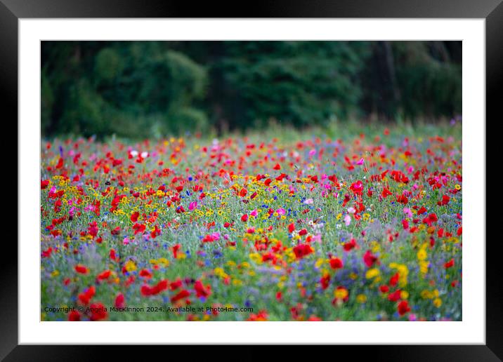 Swinbrook Colourful Poppy Fields Framed Mounted Print by Angela MacKinnon