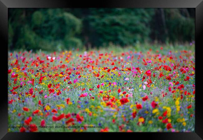 Swinbrook Colourful Poppy Fields Framed Print by Angela MacKinnon