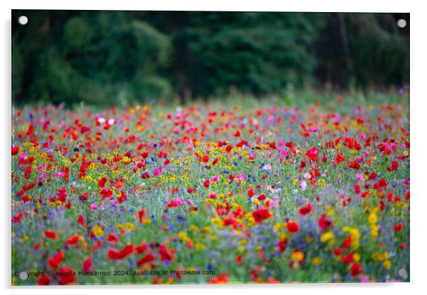 Swinbrook Colourful Poppy Fields Acrylic by Angela MacKinnon